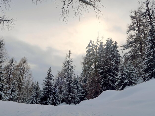 Foto los pinos cubiertos de nieve contra el cielo