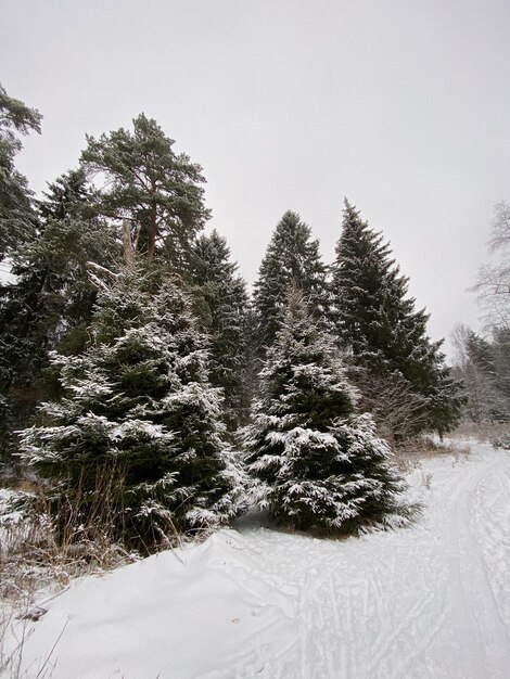 Los pinos cubiertos de nieve contra el cielo