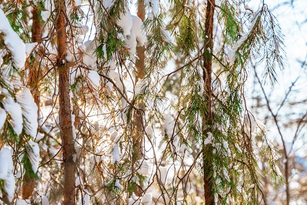 Pinos cubiertos de nieve en un día soleado y helado en invierno Maravilloso panorama invernal bosque nevado