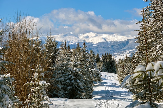 Pinos cubiertos de nieve fresca caída en el bosque de montaña de invierno en un día frío y brillante.