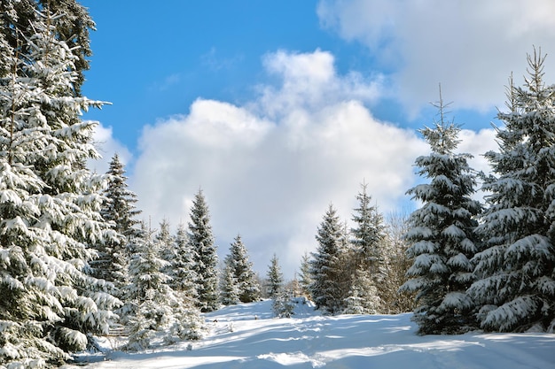 Pinos cubiertos de nieve fresca caída en el bosque de montaña de invierno en un día frío y brillante.