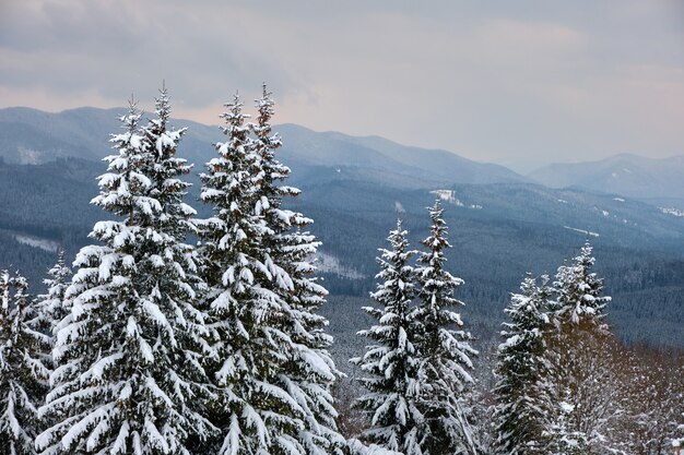 Pinos cubiertos de nieve fresca caída en el bosque de montaña de invierno en la fría noche sombría.