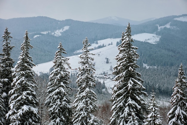 Pinos cubiertos de nieve fresca caída en el bosque de montaña de invierno en la fría noche sombría.