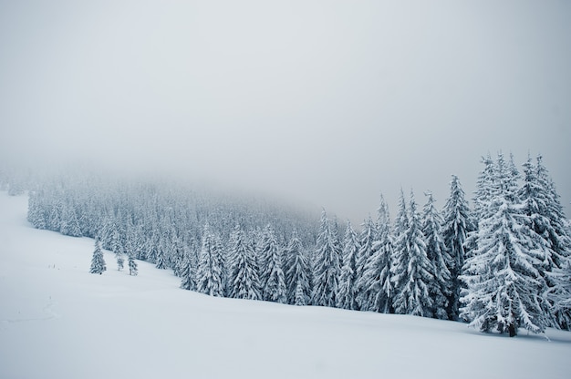 Los pinos cubiertos de nieve en la montaña Chomiak, hermosos paisajes de invierno de las montañas de los Cárpatos, Ucrania, majestuosa naturaleza helada,