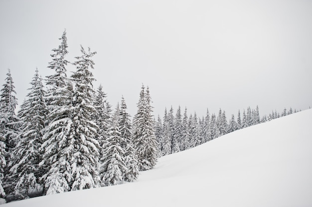 Los pinos cubiertos de nieve en la montaña Chomiak, hermosos paisajes de invierno de las montañas de los Cárpatos, Ucrania, la naturaleza helada,