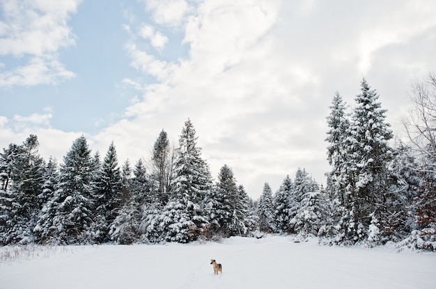 Pinos cubiertos de nieve y perro solitario