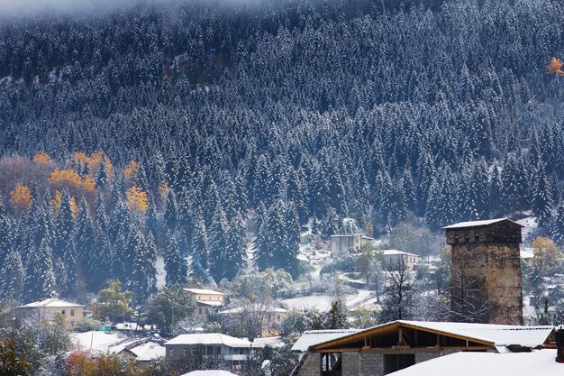 Foto pinos cubiertos de nieve ushguli