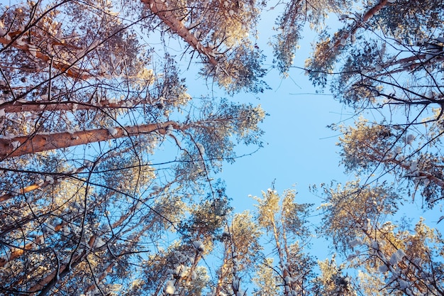 Pinos en el día soleado en el bosque