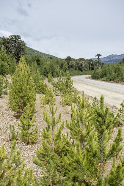 Pinos exóticos que crecen cerca del camino.