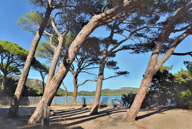 Pinos en la famosa playa Palombaggia en Córcega Francia