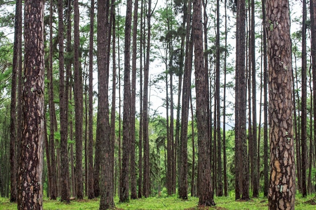 Pinos con fondo natural.