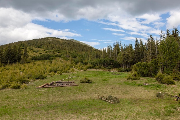 Pinos de hoja perenne en las montañas y valles de los Cárpatos