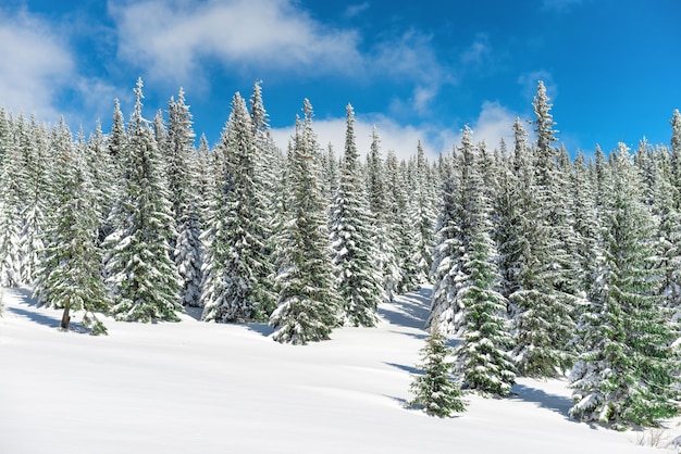 Pinos de invierno en la nieve con el cielo azul