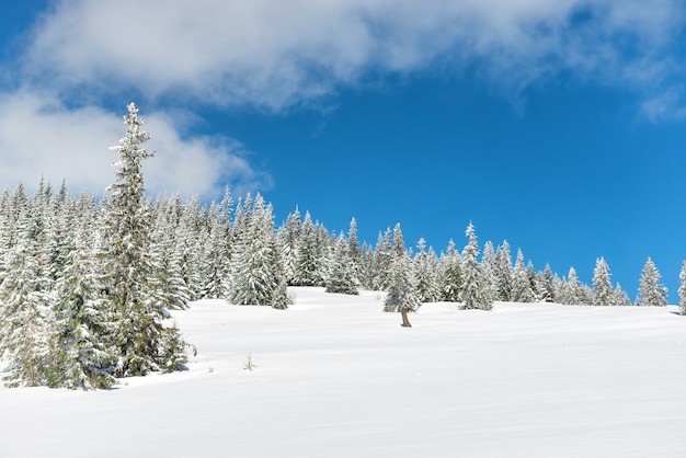 Pinos de invierno en la nieve con el cielo azul