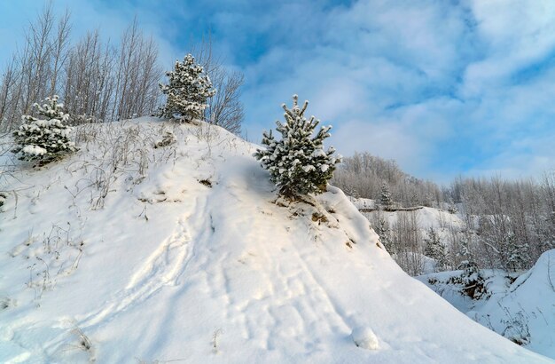 Pinos jóvenes cubiertos de nieve en la ladera de la montaña en invierno. Región de Leningrado.