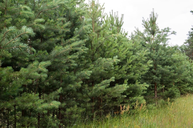 Foto pinos jóvenes, hermoso bosque esponjoso