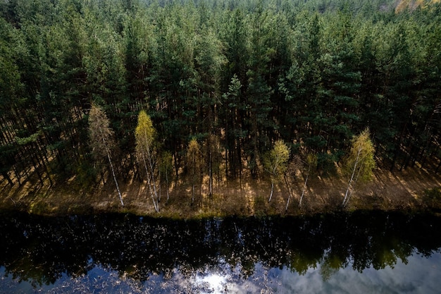 Pinos en Lake Edge en Spring Drone Landscape View