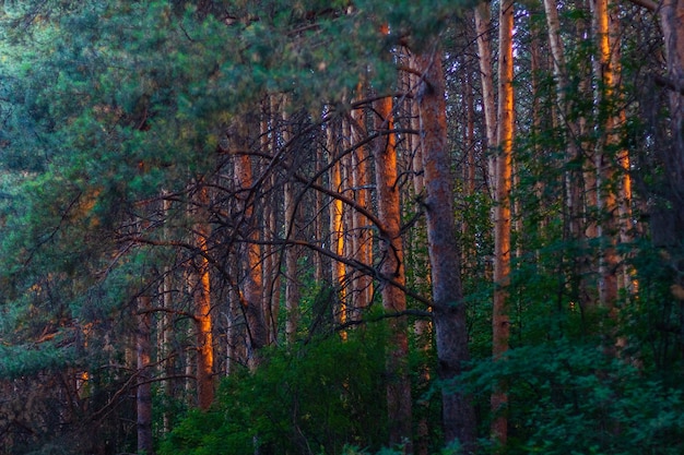 Pinos en madera al atardecer