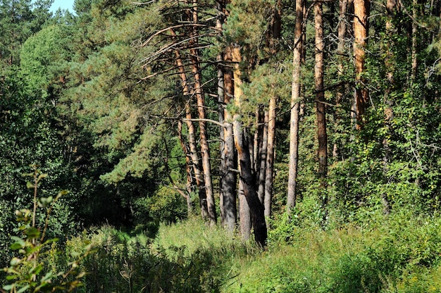 Pinos en la mañana sol de septiembre región de Moscú Rusia