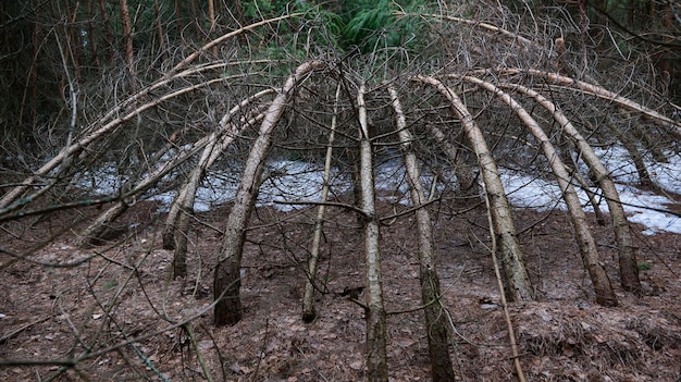 Pinos misteriosamente curvados en un círculo con las copas corriendo hacia el centro