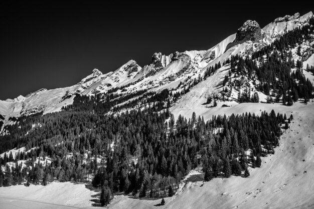 Foto pinos en la montaña cubierta de nieve contra el cielo