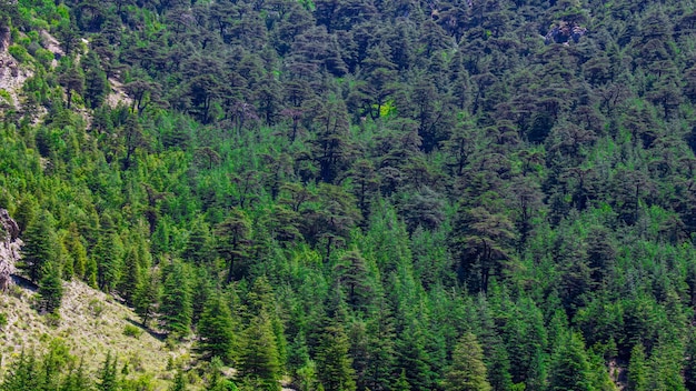 Pinos en una montaña. paisaje de la naturaleza.