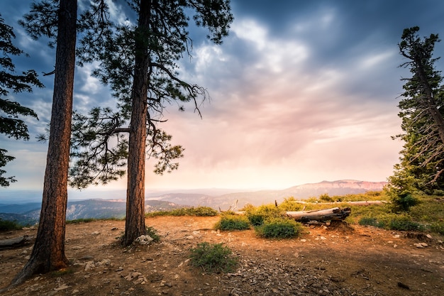 Pinos en la montaña rocosa contra Bryce Canyon