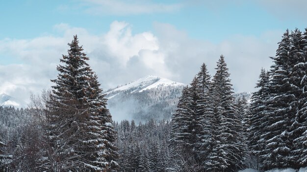 Pinos en las montañas cubiertas de nieve contra el cielo