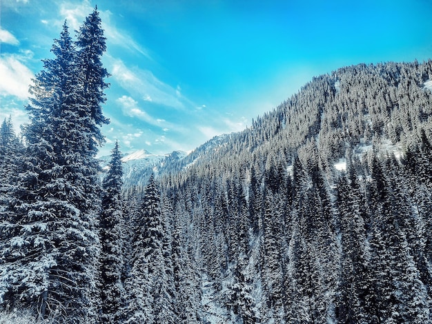 Foto pinos en las montañas cubiertas de nieve contra el cielo