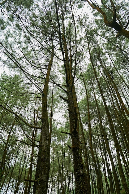 Pinos en las montañas de Halimun Salak Indonesia