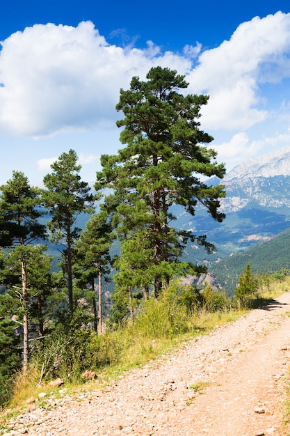 pinos en las montañas