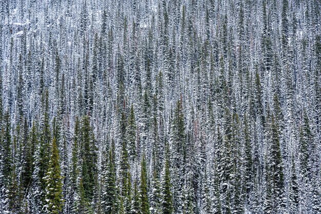 Pinos nevados en el bosque en invierno en el parque nacional