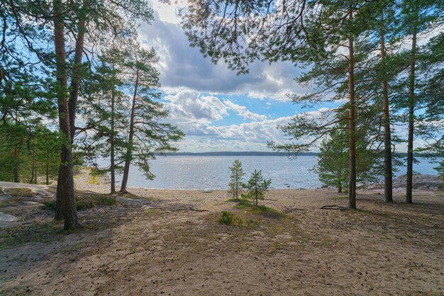 Pinos en la orilla arenosa del lago