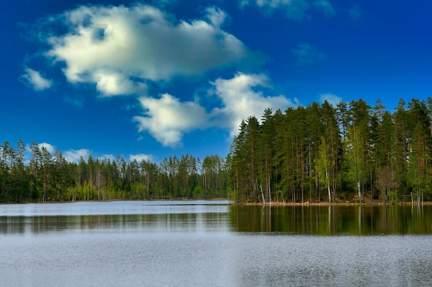 Pinos en la orilla de un lago del bosque con el telón de fondo de un cielo azul con nubes.