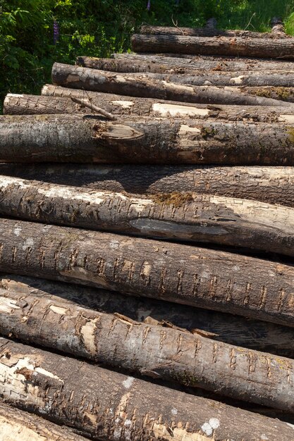 Pinos durante la preparación de madera para carpintería, cosecha de troncos de pino en el bosque