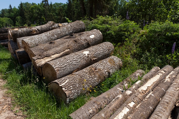 Pinos durante la preparación de madera para carpintería, cosecha de troncos de pino en el bosque