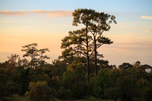 Pinos y puesta de sol