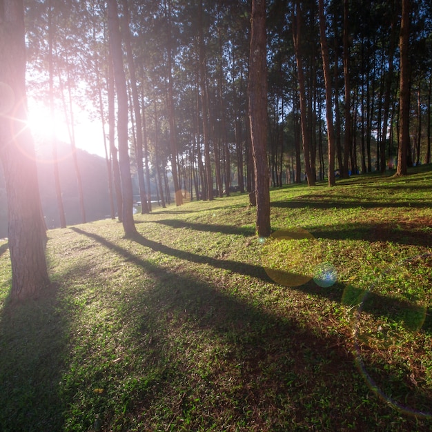 pinos en Pung-ung Tailandia