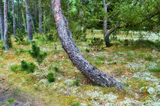 Pinos que crecen en un bosque con plantas verdes Paisaje escénico de troncos de madera altos y delgados con ramas desnudas en la naturaleza durante el otoño Arbustos silvestres y sin cultivar que crecen en el bosque