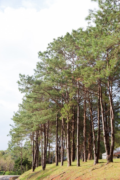 Pinos que crecen en la loma cubierta de hierba.