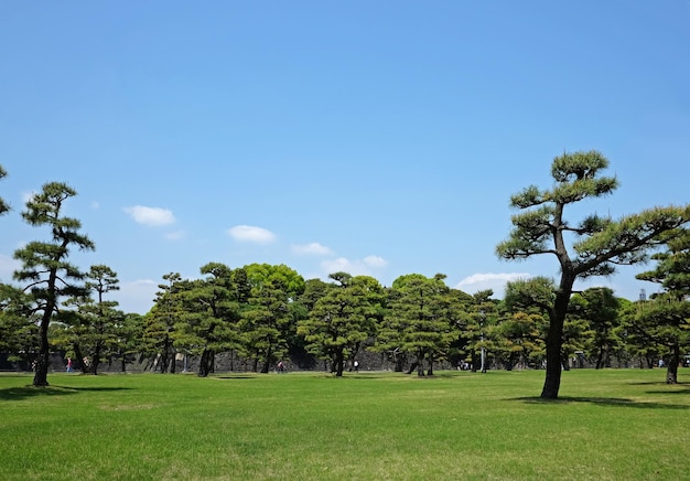 pinos que crecen en el parque en el centro de Tokio Japón