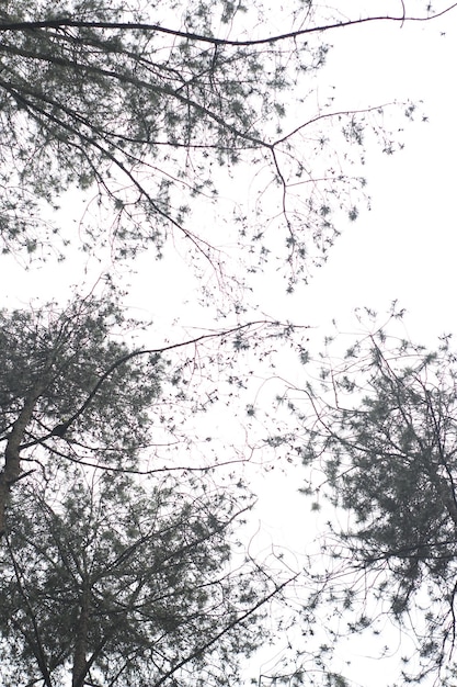 pinos que han sido mojados por la lluvia en las montañas