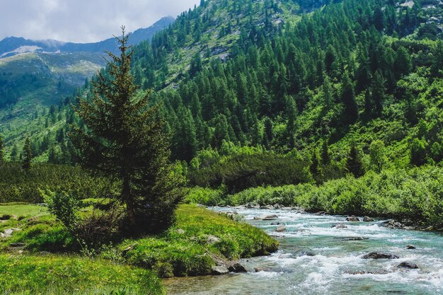 Foto pinos por río en el bosque