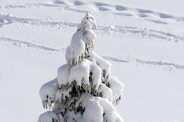 Pinos sobre los que cae la nieve carámbanos formados en pinos imágenes de paisajes de invierno