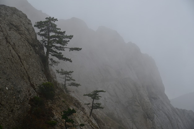 Pinos sobre una roca en la niebla