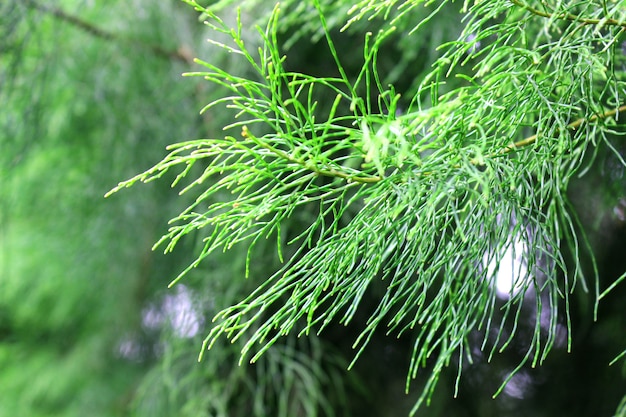 Foto los pinos son de hoja perenne, pino con viento