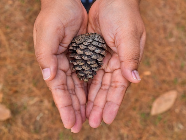 Los pinos son plantas perennes de larga vida. Especialmente en el lugar frio