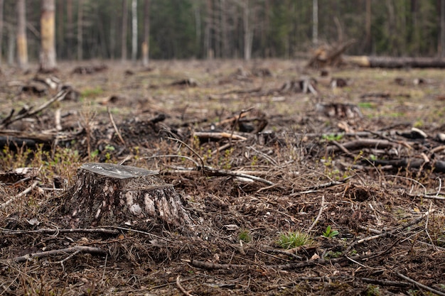 Pinos talados en el bosque. Deforestación y tala ilegal, comercio internacional de madera ilegal. Tocón del árbol vivo talado en el bosque. Destrucción de vida silvestre. Exportación e Importación de Madera