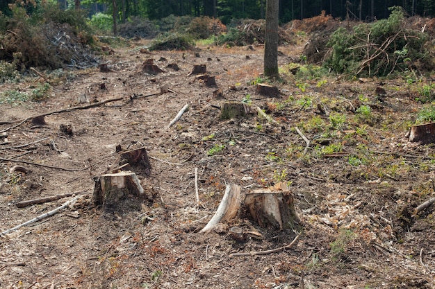 Pinos talados en el bosque. Deforestación y tala ilegal