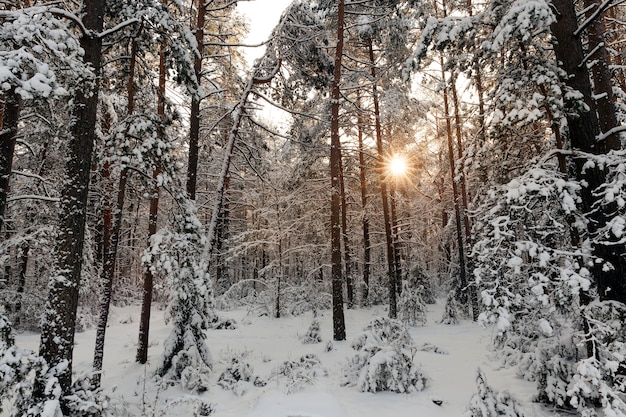 Pinos en la temporada de invierno.